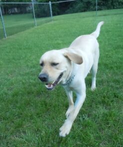 Old Mother Hubbard by Wellness Mother's Solutions Hip & Joint Natural Dog Treats, Crunchy Oven-Baked Biscuits, Ideal for Training, 20 ounce bag 20 71SCgFSjLKL