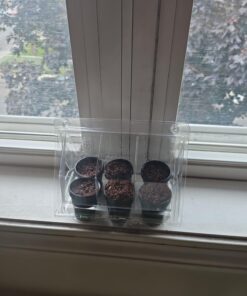 Zombie Plant Greenhouse Grow KIT- (Touch It and It Plays Dead!) Unique Nature Kit- Grow a Fun House Plant That Plays Dead When You Touch It! Comes Back to Life in Minute. Unique Christmas Gift Idea 25 71SIznpNi8L