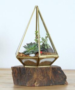 Shop Succulents | Unique Collection of Live Succulent Plants, Hand Selected Variety Pack of Mini Succulents | Collection of 12 6-Pack 37 71SLpEkjAUL 1