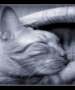 Feline Greenies Dental Treats For Cats Oven Roasted Chicken Flavor 12 Oz. With Natural Ingredients Plus Vitamins, Minerals, And Other Nutrients 31 71SMdB8YkFL