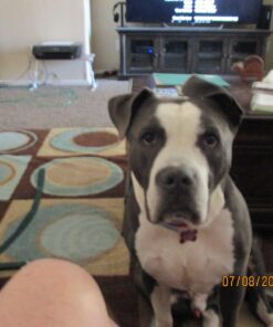 Nut Cravings - Raw Pumpkin Seeds Pepitas, Unsalted, Shelled, Superior to Organic (32oz - 2 LB) Bulk Nuts Packed Fresh in Resealable Bag - Healthy Protein Snack, All Natural, Keto, Vegan, Kosher Pumpkin Seeds Raw 2 Pound (Pack of 1) 21 71SN9jmBwDL