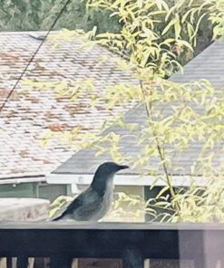 Wagner's 13008 Deluxe Wild Bird Food, 10 lb Bag Original Version 35 71SOmMPKQML