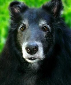 FGO Organic Turmeric Powder w/Curcumin, 100% Raw from India, 16oz, Packaging May Vary (Pack of 1) 1 Pound (Pack of 1) 36 71SOofYDcOL