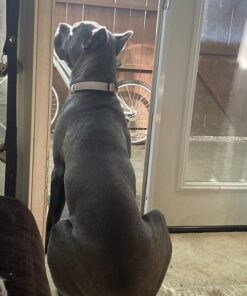 Sporn No Pull Dog Harness Large Size, Black Padded Durable Nylon Mesh Dog Harness, Breathable & Easy Dog Walking Harness for Puppy Training, Provides to All Large & Extra Large Breeds Large/XL 37 71SOowc9m3L