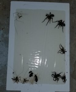 Trapper Max Mouse & Insect Glue Boards-72 Boards White 23 71SOzQsM4AL