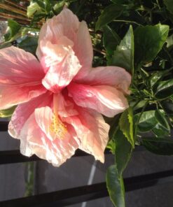 Humboldts Secret Golden Tree: Best Plant Food for Plants & Trees - All-in-One Concentrated Additive - Vegetables, Flowers, Fruits, Lawns, Roses, Tomatoes & More (8 Ounce) 8 Ounce 24 71SPbQlTTiL