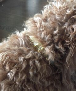 Natural Care Repellent Flea & Tick Collar for Dogs & Puppies, 4 Month Protection, White 22 71SPhFa74nL