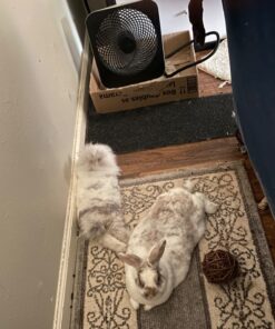 Treva 10-Inch Portable Fan, Powered by Battery and/or AC Adapter - Desk Fan Air Circulating with 2 Cooling Speeds, Personal Fan and Travel Fan for all your needs Black 32 71SRavOSX5L