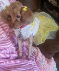 NUTRO NATURAL CHOICE Healthy Weight Adult Dry Dog Food, Lamb & Brown Rice Recipe Dog Kibble, 30 lb. Bag 47 71STtR5K8PL