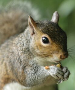 Audubon Park 12243 Critter Crunch Wild Bird and Critter Food, 15-Pounds 23 71SUW3Rj9zL