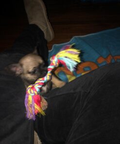 Petstages Orka Mini Dental Dog Chew Toys - 3 Pack Dental Chew 3 Pk 37 71SWdvjmdEL