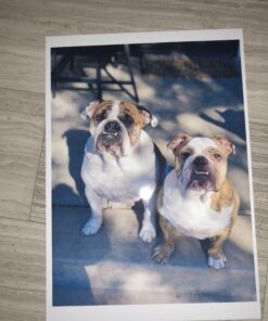 GPC Image Compatible Ink Cartridge Replacement for HP 564XL 564 XL Compatible with DeskJet 3520 3522 Officejet 4620 Photosmart 5520 7520 7525, 12 Pack 25 71SY8yhlX2L