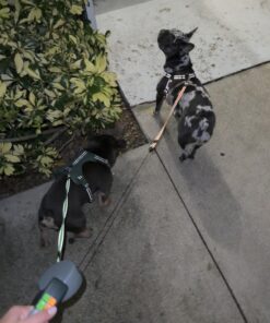 WIGZI (2 Two Dog Reflective Retractable Pet Leash – 360 Degree Zero Tangle Patent - Two Dogs Each up to 50 lbs and 10ft. Reflective Orange and Green Leads. Dual Locking, Small, Gray 33 71SZ5CUiuL