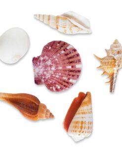 Sea Shells Mixed Beach Seashells - Various Sizes up to 2" Shells -Bag of Approx. 50 Seashells Seashells1 33 71Sa P69klL