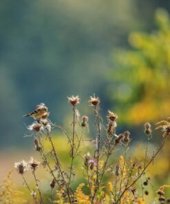 Tamron SP 150-600mm F/5-6.3 Di VC USD G2 for Nikon Digital SLR Cameras 58 71ScEDwa8mL