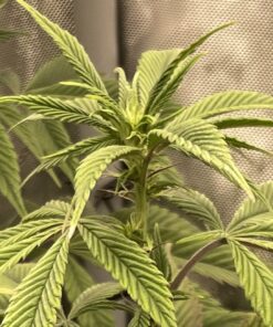 SUMMIT CHEMICAL CO 117-6 30OZ Mosquito Bits 39 71ScIhWggL