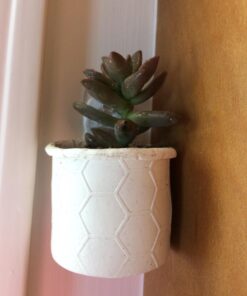 Succulent Assorted Pack- Perfect for Weddings, Party Favors, Home Gardens, and Social Events by Jiimz (15 Pack) 61 71ScXuvWAL