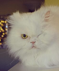 Honbay 4 Packs Combs Double sided Pet Combs, Cat Dog Pet Grooming Fine Tooth Hair Combs 18 71ScYlLOyOL