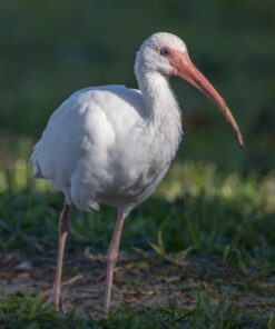 Nikon AF-S FX NIKKOR 800mm f/5.6E FL ED Vibration Reduction Fixed Zoom Lens with Auto Focus for Nikon DSLR Cameras 15 71SdADRymYL