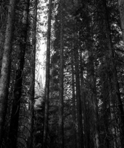 Kodak 857 2273 Professional 100 Tmax Black and White Negative Film 120 (ISO 100) 5 Roll Pack 1-Pack 13 71SdPJB59EL