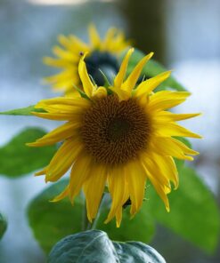 Sony 55mm F1.8 Sonnar T FE ZA Full Frame Prime Lens - Fixed Base 72 71SdRX4hzpL