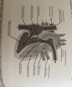 Anatomy & Physiology Made Easy: An Illustrated Study Guide for Students To Easily Learn Anatomy and Physiology 17 71SeC39U7L