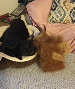 Folkmanis Lion Stage Puppet, Multi, 1 EA 29 71SgEiebO9L