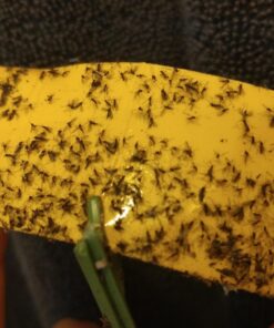 Safer Brand 5026 Houseplant Sticky Stake Insect Traps for Indoor Plants - Controls Fungus Gnats, Whiteflies, Midges, Thrips, Fruit Flies, and Black Flies - 1 Pack, 7 Traps 39 71SgeRnXdDL