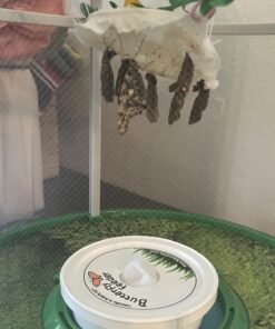 5 Live Caterpillars Shipped Now- Butterfly Kit Refill 53 71Shb1TjqEL