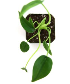 Alocasia 'Tiny Dancers' 7 71Sl6 d3oUL