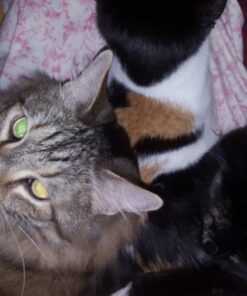 Pureness Giant Cat Litter Pan, Assorted Colors 37 71SlpsQpiL