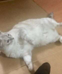 KONG - Naturals Premium Catnip - Premium North American Grown - 2 Ounce 50 71SoSINDIaL