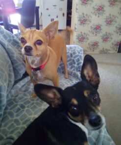 GOOD 'N' FUN Triple Flavor Twist Chews For Dogs, 22-Count 33 71SqPdxbvYL