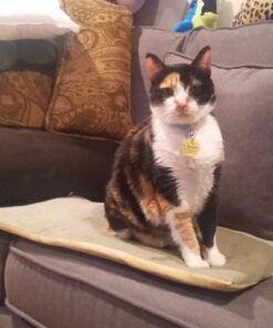 K&H Pet Products Heated Thermo-Kitty Mat, Indoor Heated Cat Bed, Pet Heat Pad for Indoor Cats and Small Dogs, Cat Heating Pad, Electric Thermal Warming Cat Bed Mat, Sage/Tan 12.5 X 25 Inches Pet Bed 43 71SqY9JgnVL