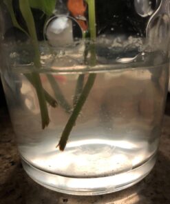 Quick Clone Gel - Most Advanced Cloning Gel for Faster, Healthier, Stronger Rooting Clones. (75mL) 13 71SrJFP1CQL