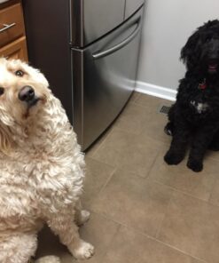 PET MAGASIN Japanese Stainless Steel Grooming Scissors (2) for Facial Hair and Larger for Body Trimming with Round Tip Grooming Sets 40 71SrMSo8nL