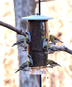 More Birds Abundance Bird Feeder, Combination Mixed Seed and Thistle, 6 Feeding Ports, 3.5 lb Seed Capacity Medium 24 71Ss5cmnDiL