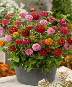 Outsidepride Zinnia Elegans Lilliput Heat & Drought Tolerant Garden Cut Flower Mix - 1000 Seeds Lilliput Mix 41 71Sva1 nePL