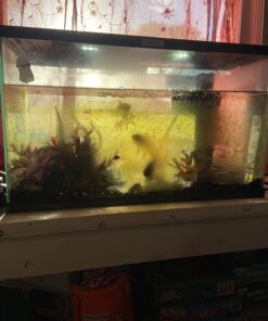 Aqueon Aquarium Algae Cleaning Magnets Glass/Acrylic, Small, Black 40 71Sw0i5hHnL