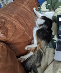 Lexol 1000115 1013 Leather Conditioner, 1-Liter 33.8 Fl Oz (Pack of 1) 36 71Swm5kiZyL