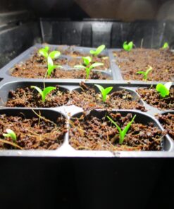 Outsidepride Gerbera Daisy Indoor House Plant or Flower Mix for Outdoor Containers, Pots, Planters, Beds - 100 Seeds 25 71Sy4Cquz L