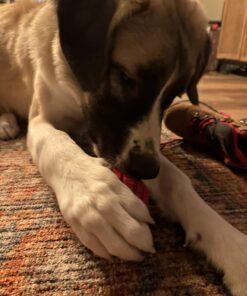 KONG Stuff-A-Ball Treats Dispense Dog Toy - Stuffable Dog Toy - Stuff Treats for Mental Enrichment - Dental Dog Toy for Healthy Teeth & Gums - Large Dogs Standard Packaging 25 71T5HXXctWL