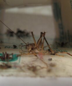 Catchmaster Mouse & Insect Super Glue Traps 30PK, Mouse Traps Indoor for Home, Extra Strength Sticky Pest Control Adhesive Tray for Catching Bugs, Rats & Rodents, Non Toxic Bulk Pre-Baited Glue Boards 58 71T6iuJGnNL