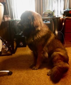 Leash Boss Dog Car Seat Belt Restraint - No-Chew Heavy Duty Car Seatbelt for Pets - 5 Sizes - Coated Steel Rope to Prevent Chewing (31 in) Black - 1-Pack 31in 28 71T7N6NewxL