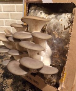 Back to the Roots Organic Oyster Mushroom Grow Kit, Harvest Gourmet Mushrooms In 10 Days 1 Count (Pack of 1) 54 71T7WGpFVcL