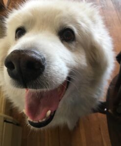 Mammoth Lint Roller-Extra Large Lint Roller, 2 Rollers and 2 Refills, 90 Sheets per Roll, Perfect for Pets (360 Extra Long Sheets Total) 39 71TCEl9K6ML