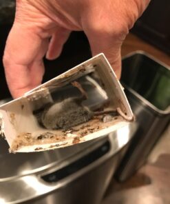 Trapper Max Free Mouse Glue Boards-12 Boards 12 71TDJM7QKRL