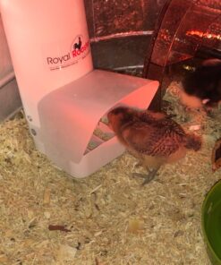 Royal Rooster Automatic Chicken Feeder with Gravity Feed Dispenser - 7lb Feeder for Chickens, Chicks & Mixed Poultry - Hanging Chicken Poultry Feeder - Auto PVC Chicken Poultry Feeder with Rain Cover 38 71TFdaR8fKL