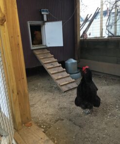 Weilan 21 PCS Pinless Peepers with Pliers Chicken Peepers Eye Glasses Pheasant Poultry Blinders Spectacles Anti-Pecking Plier Tool(Red) 21 Pcs Red Large 22 71TJC4 r9zL