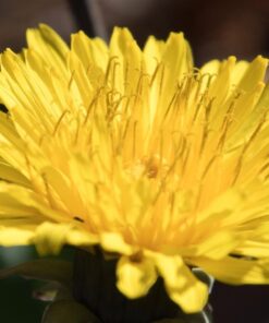 Nikon D500 DX-Format Digital SLR with 16-80mm ED VR Lens Black 62 71TJhgP7tiL